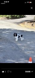 Found/Stray Unknown Dog last seen Spring valley , Spring Valley, CA 91941