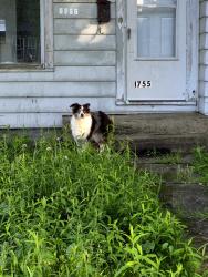 Found/Stray Unknown Dog last seen Fairmont and Downing, Erie, PA 16510