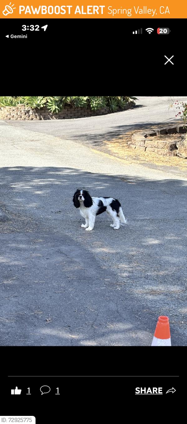 Found/Stray Unknown Dog last seen Spring valley , Spring Valley, CA 91941