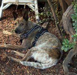 Reunited Unknown Dog last seen Near block e 18th St tucson 85711 swan and 18th, Tucson, AZ 85711