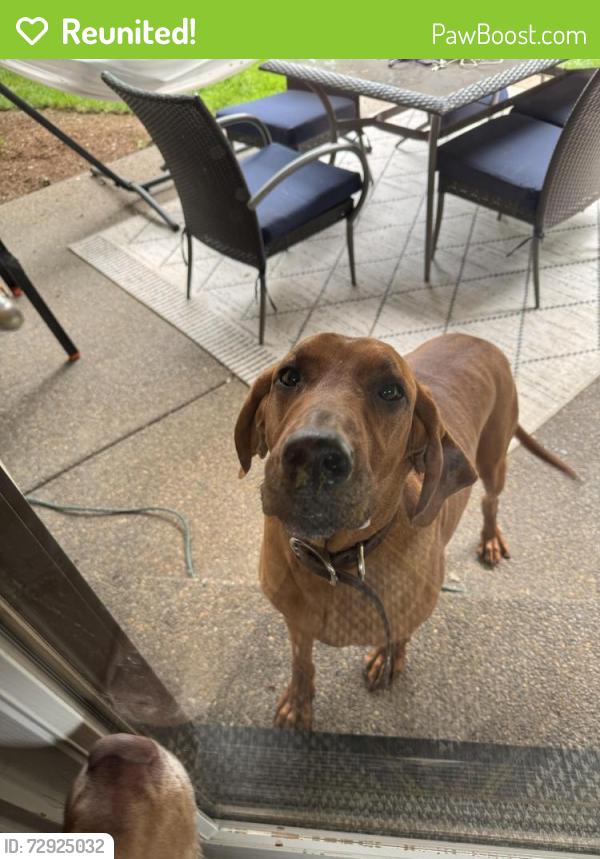 Reunited Male Dog last seen Found near 50th and 99th st, Vancouver, WA 98665