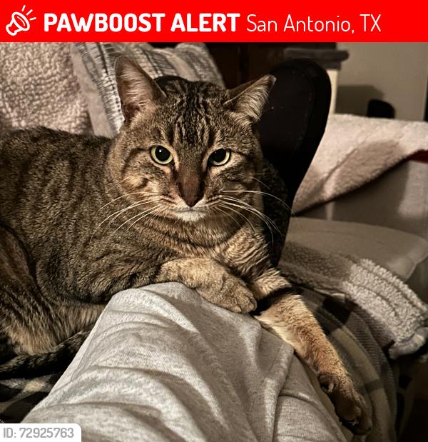 Lost Male Cat last seen Canyon Golf & High Country Ridge, San Antonio, TX 78260