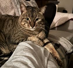 Lost Male Cat last seen Canyon Golf & High Country Ridge, San Antonio, TX 78260