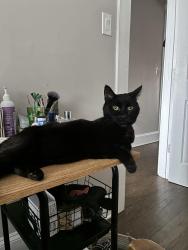 Reunited Female Cat last seen Humboldt and Cortland , Chicago, IL 60647