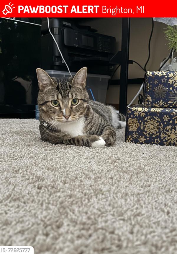Lost Male Cat last seen Lee and rickett, Brighton, MI 48116
