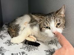 Shelter Stray Female Cat last seen Apt 9C,140 Donizetti Place, BRONX, NY, 10475, New York, NY 10029