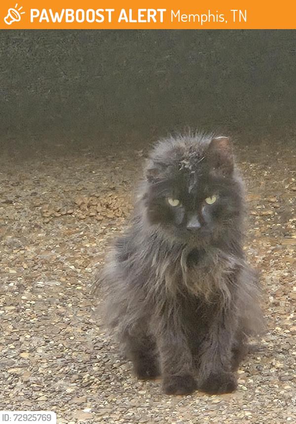 Found/Stray Unknown Cat last seen Bonnie Lane & Old Dexter, Memphis, TN 38016