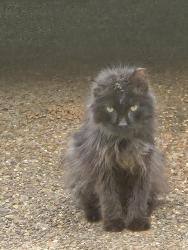 Found/Stray Unknown Cat last seen Bonnie Lane & Old Dexter, Memphis, TN 38016