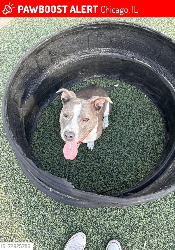 Lost Female Dog last seen Near s bishop st, Chicago, IL 60636