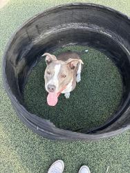 Lost Female Dog last seen Near s bishop st, Chicago, IL 60636