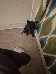 Found/Stray Female Dog last seen Flamingo near The Palms , Las Vegas, NV 89103