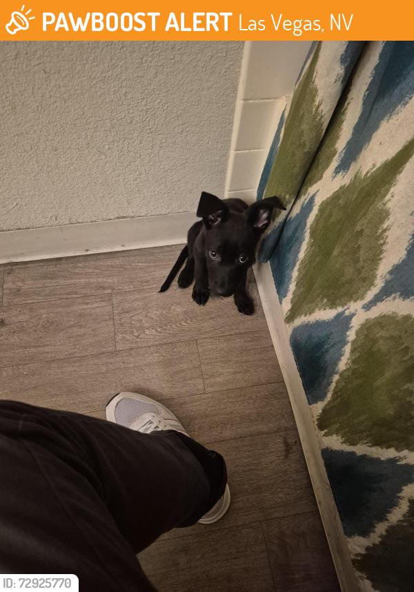 Found/Stray Female Dog last seen Flamingo near The Palms , Las Vegas, NV 89103