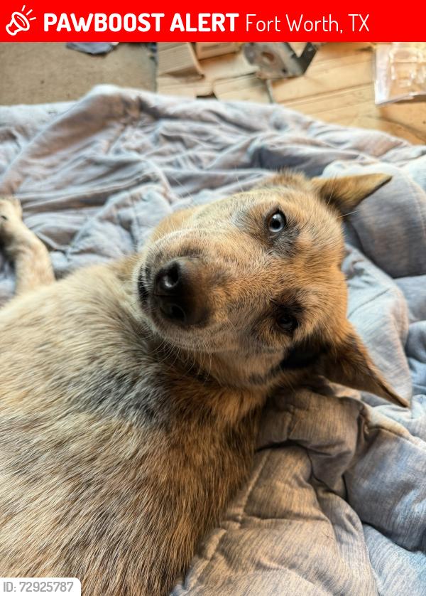 Lost Female Dog last seen Stella Mae , Fort Worth, TX 76028