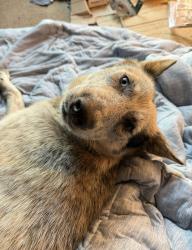 Lost Female Dog last seen Stella Mae , Fort Worth, TX 76028