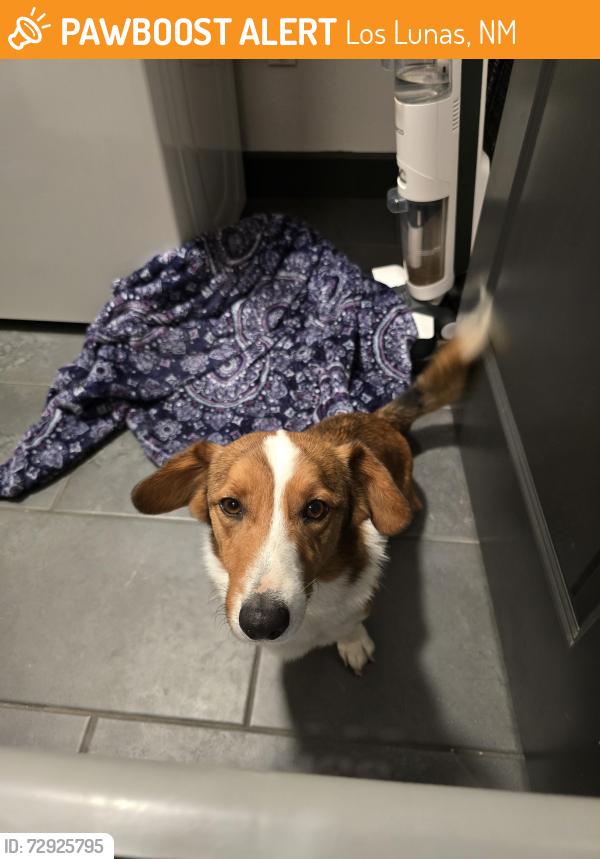 Found/Stray Male Dog last seen Tesoro Loop NW, Los Lunas, NM 87031