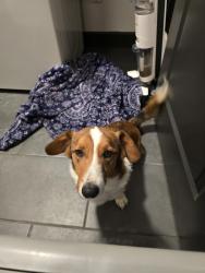 Found/Stray Male Dog last seen Tesoro Loop NW , Los Lunas, NM 87031