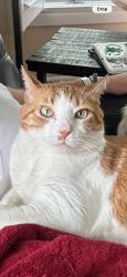Reunited Male Cat last seen South Jackson and Tennesse, Denver, CO 80206