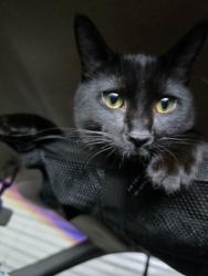 Reunited Female Cat last seen Bush st, Portland, OR 97266