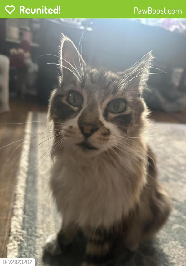 Reunited Male Cat last seen Between Willow & Walnut on San Antonio Ave., Alameda, CA 94501