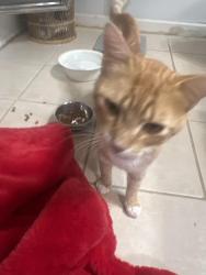 Found/Stray Male Cat last seen Staircase Dr., Collierville, TN 38017