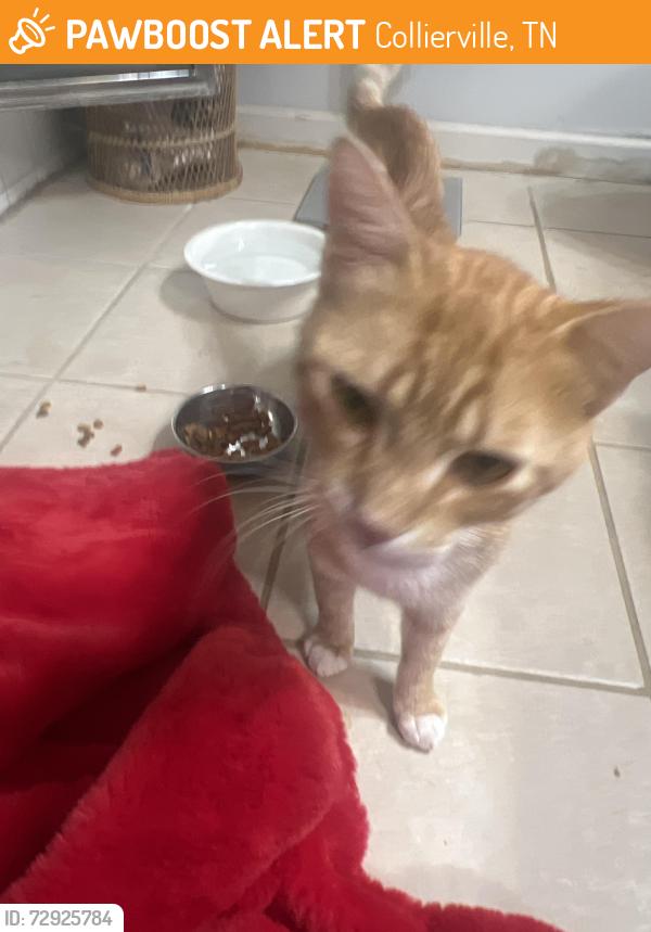 Found/Stray Male Cat last seen Staircase Dr., Collierville, TN 38017