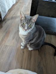 Reunited Male Cat last seen Fleetwood Park, Fleetwood, PA 19522