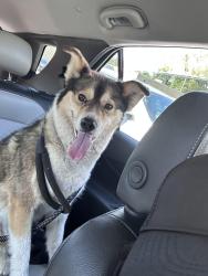 Found/Stray Female Dog last seen Burton st , Grand Rapids, MI 49546