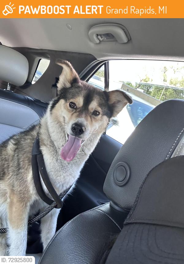 Found/Stray Female Dog last seen Burton st , Grand Rapids, MI 49546
