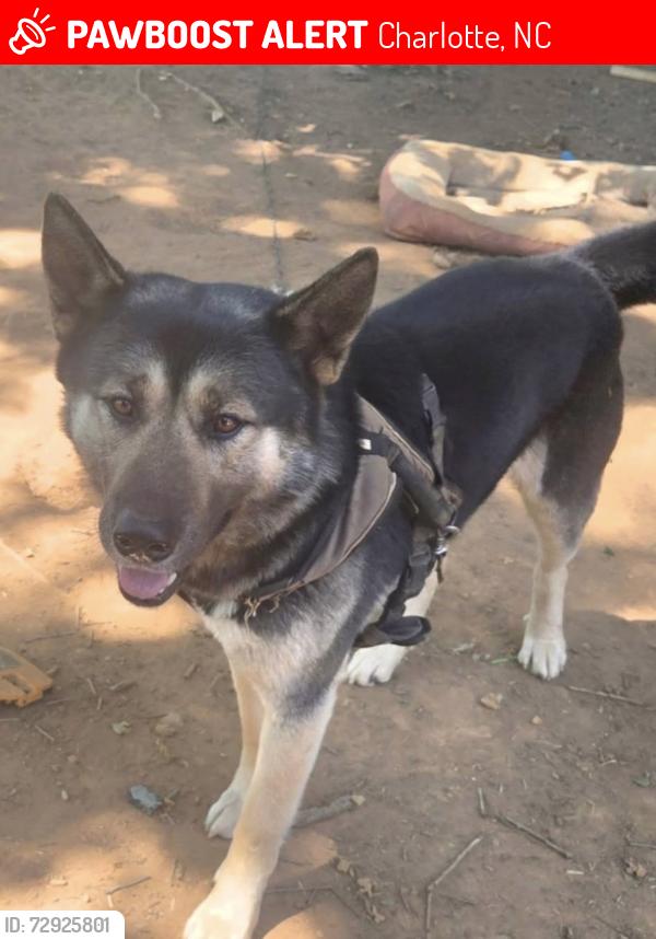 Lost Male Dog last seen Mallard Creek Rd & hubbad rd, Charlotte, NC 28269