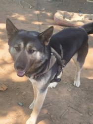 Lost Male Dog last seen Mallard Creek Rd & hubbad rd, Charlotte, NC 28269