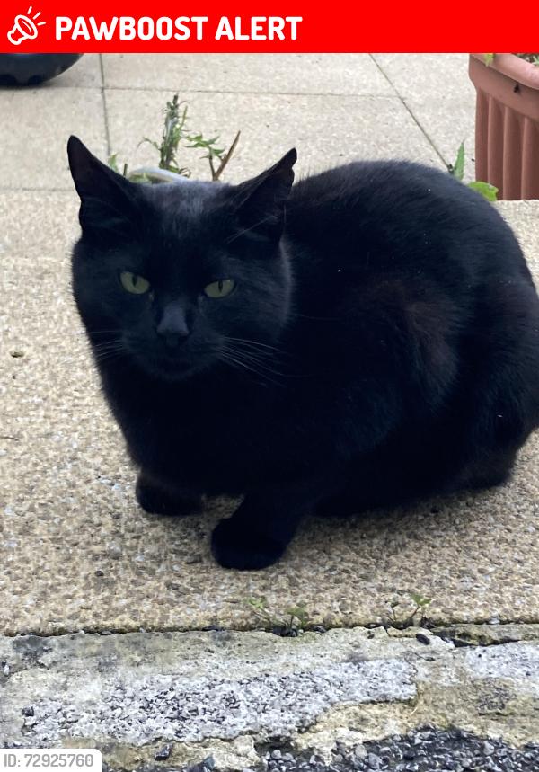 Lost Male Cat last seen 109A north road Carnforth la5 9lx , Lancashire, England LA5