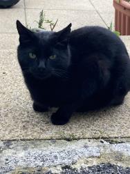 Lost Male Cat last seen 109A north road Carnforth la5 9lx , Lancashire, England LA5