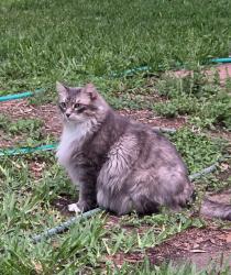 Reunited Male Cat last seen Big Oak Ln & 4th St, Ingleside, TX 78362