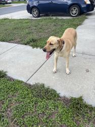 Found/Stray Female Dog last seen Behind livingway church off 802 , Brownsville, TX 78520
