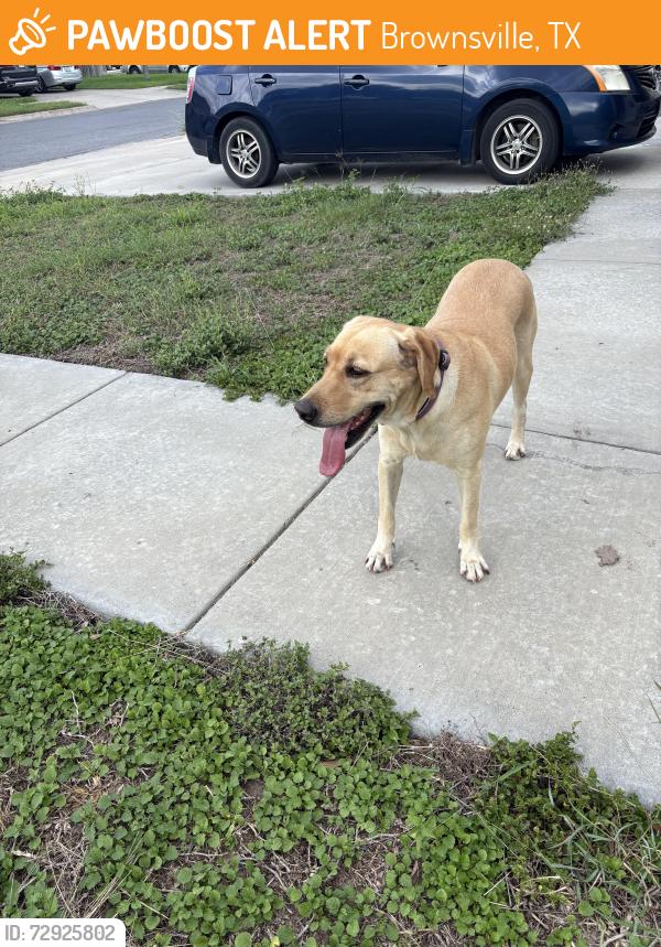 Found/Stray Female Dog last seen Behind livingway church off 802 , Brownsville, TX 78520