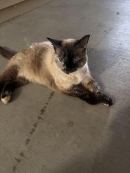 Found/Stray Unknown Cat last seen Near Kensington drive , Jacksonville, NC 28546