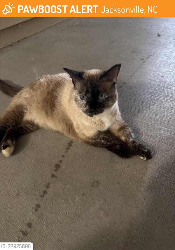 Found/Stray Unknown Cat last seen Near Kensington drive , Jacksonville, NC 28546