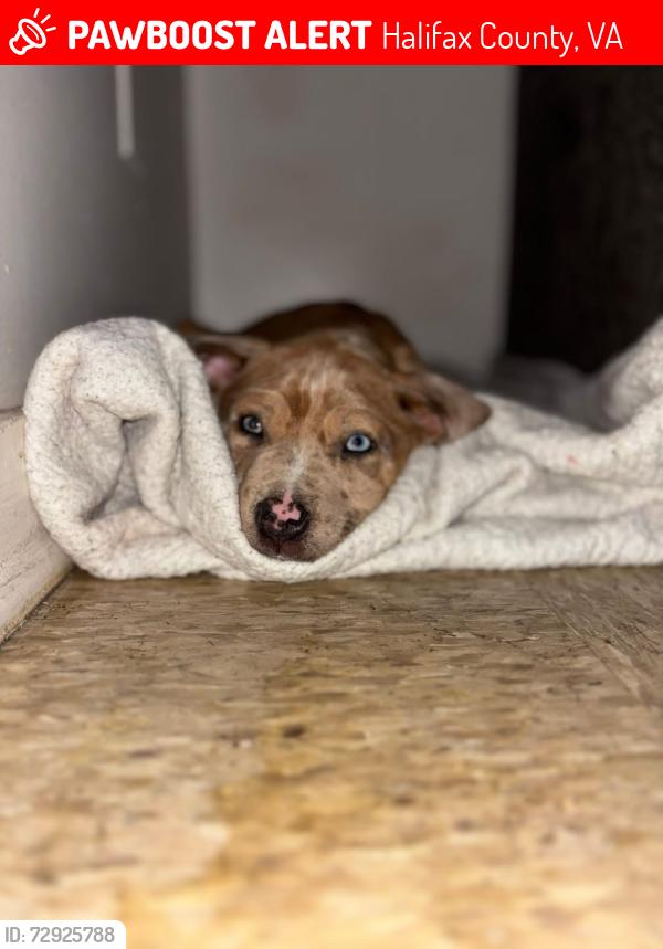 Lost Male Dog last seen Leigh McKay trail, Halifax County, VA 24592