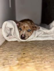 Lost Male Dog last seen Leigh McKay trail, Halifax County, VA 24592