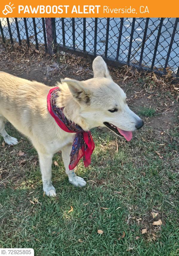 Found/Stray Female Dog last seen Pat mereit, Riverside, CA 92509