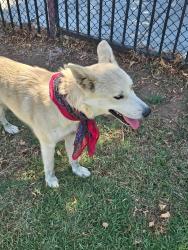 Found/Stray Female Dog last seen Pat mereit, Riverside, CA 92509