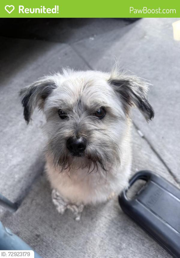 Reunited Male Dog last seen Mountain View rd, El Monte, CA 91732