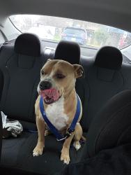 Lost Female Dog last seen Shelby road, Fort Worth, TX 76140