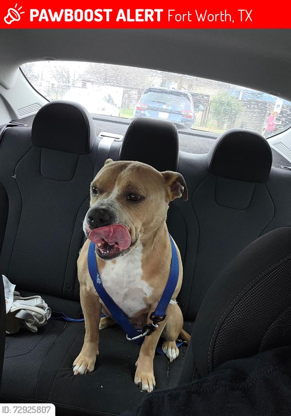 Lost Female Dog last seen Shelby road, Fort Worth, TX 76140