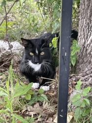 Reunited Unknown Cat last seen Provence Community, Travis County, TX 78669