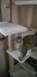 Reunited Female Cat last seen Chesteron Boulevard Antique shop, Chesterton, IN 46304