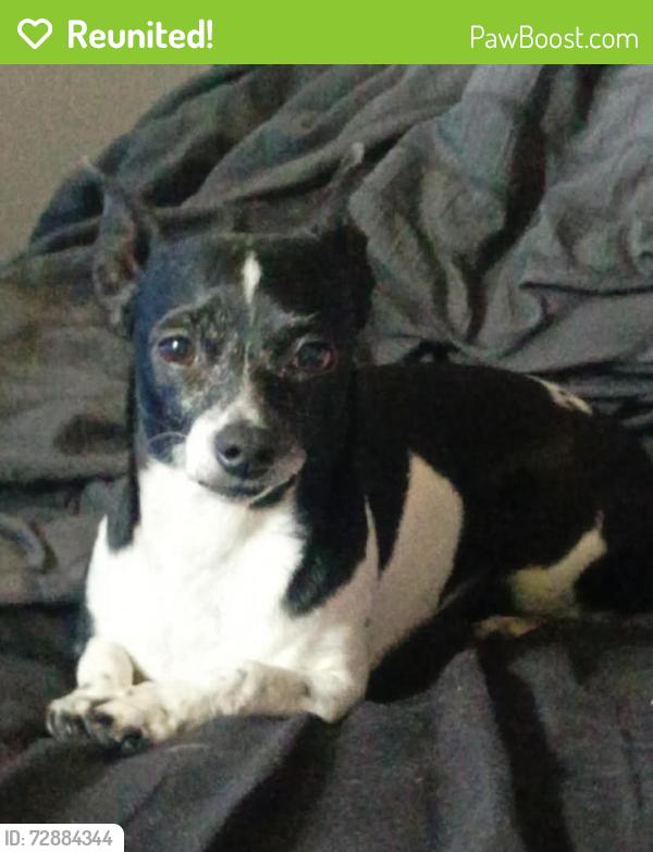 Reunited Female Dog last seen 155th and se mill st, Portland, OR 97236