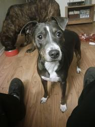 Reunited Female Dog last seen 1st Avenue and Redpath, Kelso, WA 98626