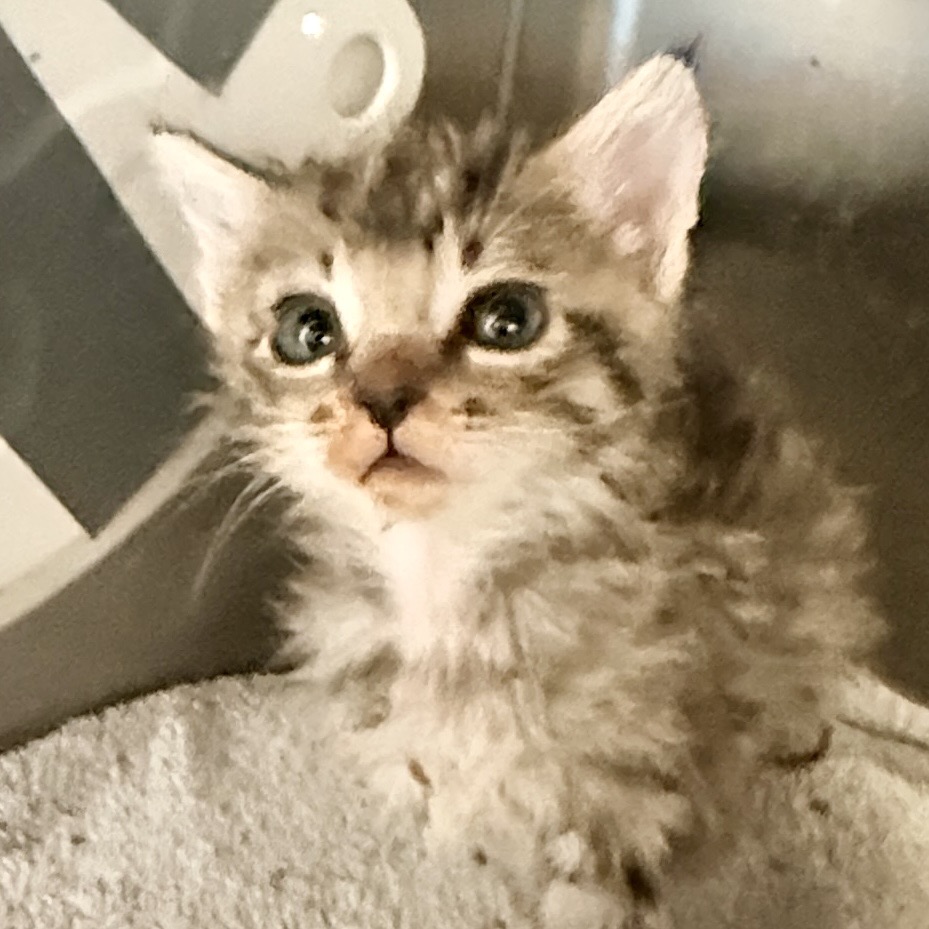 Shelter Stray Female Cat last seen , Palm Springs, CA 92264