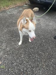 Reunited Male Dog last seen W. McKinley Ave, Bridgeport, CT 06604